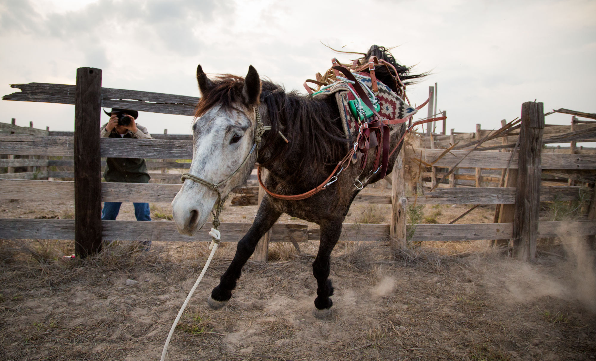 A Simple Animal, A Complex Problem and An Epic Journey