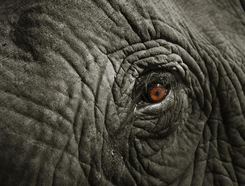 Elephant Poaching in Africa: The Underground Ivory Trade